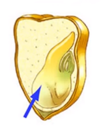 0402eni0-1c80-250x307.png