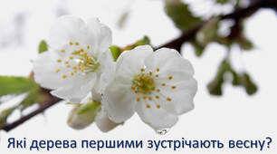 Які дерева першими зустрічають весну?