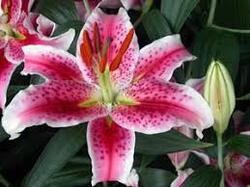 0402eo3b-0974-250x187.jpg