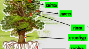 " Дерева" (природне довкілля + логічне мислення)