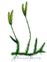 0402f0ws-a621-97x128.png
