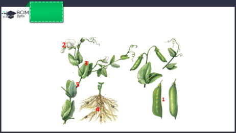 0402f1f4-f339-462x260.png