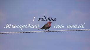 1 квітня  - Міжнародний день птахів