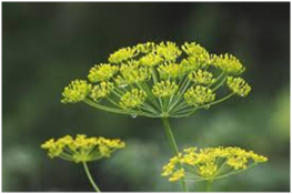 0402f231-dafd-263x175.png
