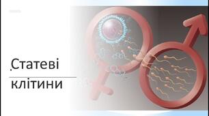 Статеві клітини.Запліднення