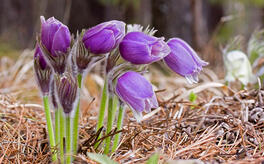 0402f4cq-ecb1-264x164.jpg