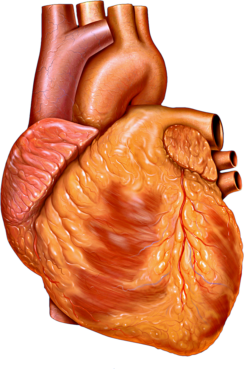 Heart - Wikipedia
