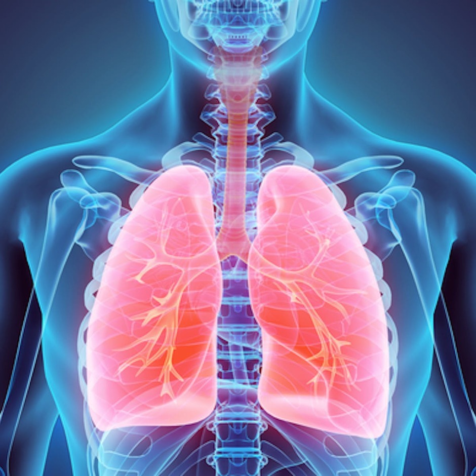 Your lungs are really amazing. An anatomy professor explains why