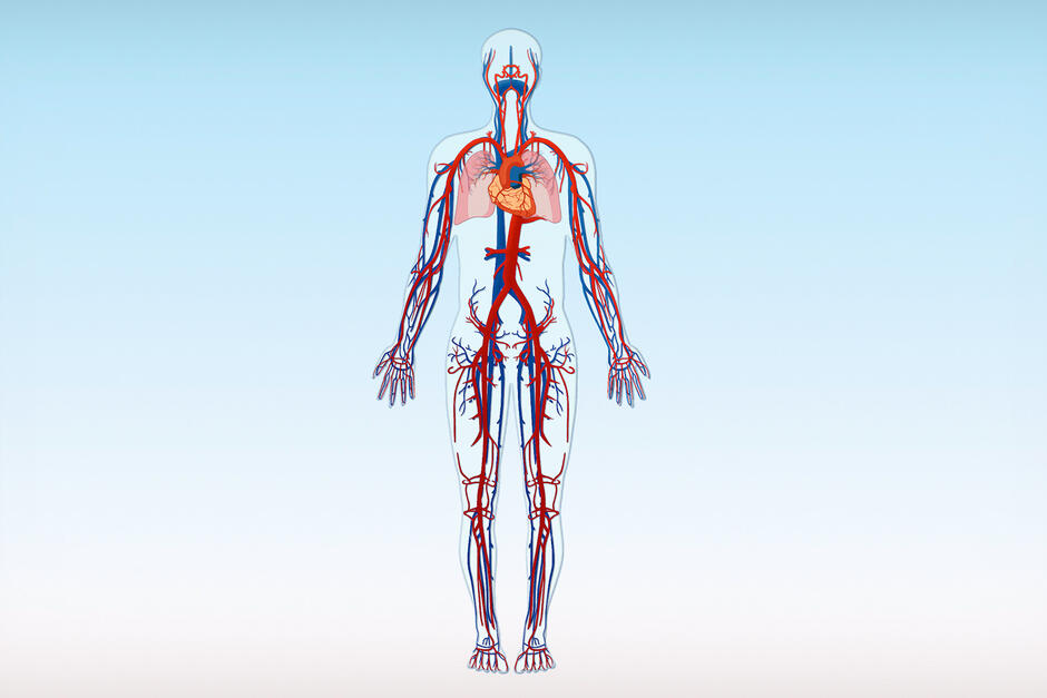 The vein system | Healthy Veins