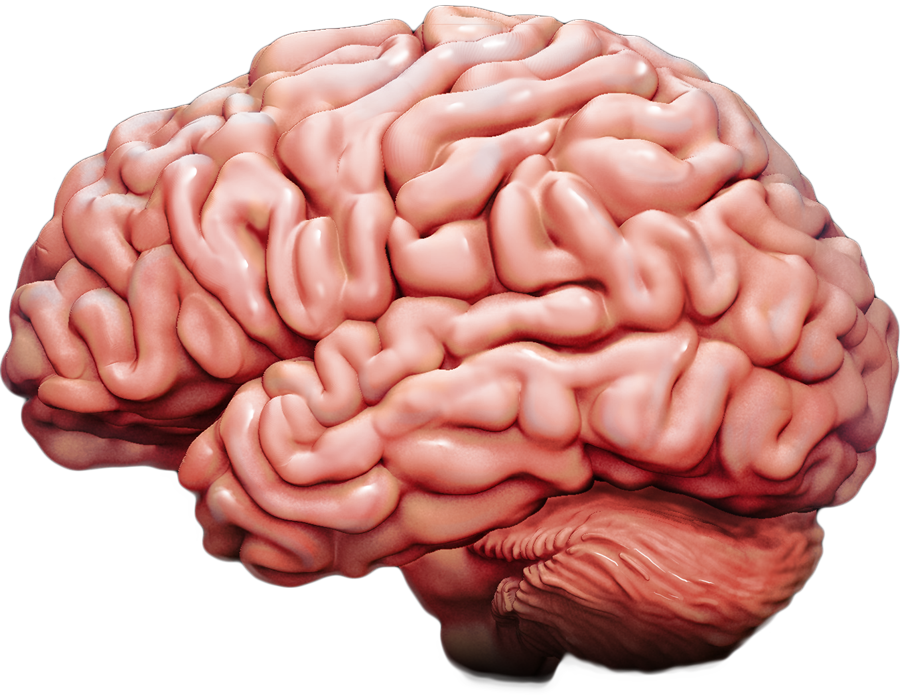 Interactive Brain - How Injury Can Affect the Brain | BrainLine