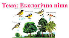 Заповнення екологічних ніш (Профільний рівень)