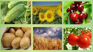 Культурні рослини ЯДС 3 клас
