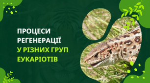 Презентація "Процеси рененерації  у різних груп еукаріотів", 10 клас