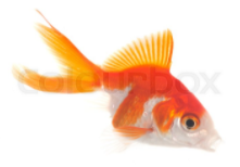0402fbui-cbd5-221x154.png