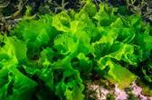 ульва - Сток картинки - iStock