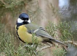 Синиця велика (Parus major, большая синица) — Птахи України