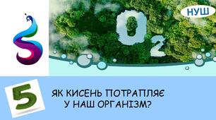 Презентація на тему: ЯК КИСЕНЬ ПОТРАПЛЯЄ У НАШ ОРГАНІЗМ?