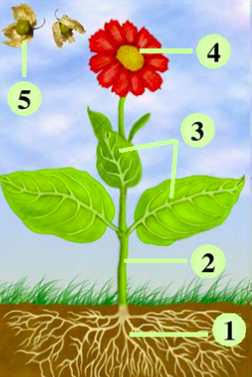 0402fmvg-ffff-252x377.png