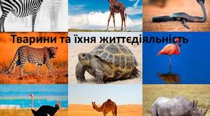 Узагальнення з теми "Процеси життєдіяльності тварин".