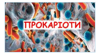 Прокаріоти