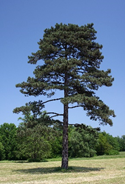 0402fu2n-ccf5-125x184.png