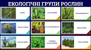 (Копія) Екологічні групи рослин
