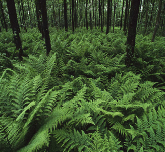 0402fylv-dbd3-327x301.png