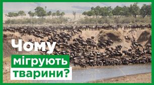 Способи орієнтування тварин. Хомінг. Міграції.  