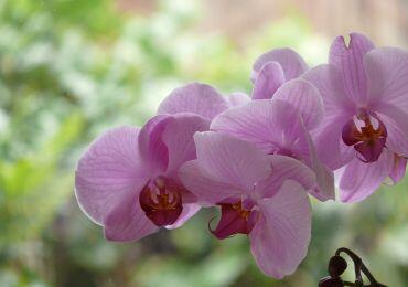 0402g3ky-268a-370x260.jpg