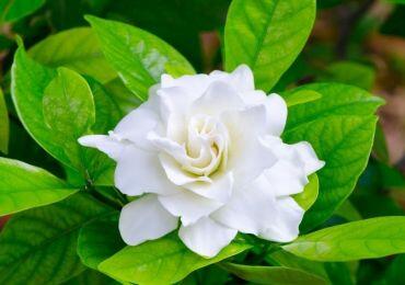 0402g3lm-33a9-370x260.jpg