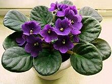 0402g6n4-f9db-220x164.jpg