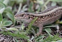 0402g8cz-2e85-220x147.jpg