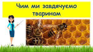 Презентація " Чим ми завдячуємо тваринам"