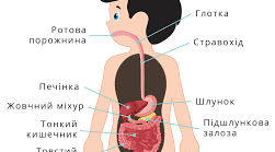 (Копія)   Звідки наш організм бере енергію та будівельний матеріал