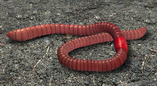 0402giz5-5074-157x86.png