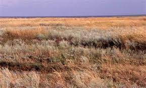 Steppe