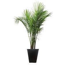 Wayfair | Live Plants You'll Love in 2023