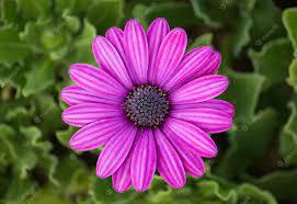 1,739,000+ Flower Pictures