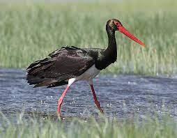 Лелека чорний (Ciconia Nigra) :: Пернаті друзі, птахи України, орнітологія ::