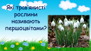 Які трав'янисті рослини продовжують весняне цвітіння?