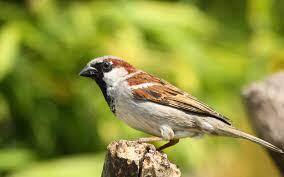Горобець хатній (Passer domesticus) :: Пернаті друзі, птахи України, орнітологія ::