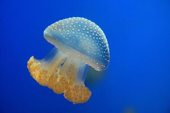 0402h7n0-4bf1-564x376.jpg