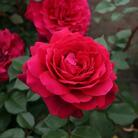 0402h7pe-e772-138x138.jpg
