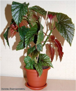 0402hai0-f095-251x300.png