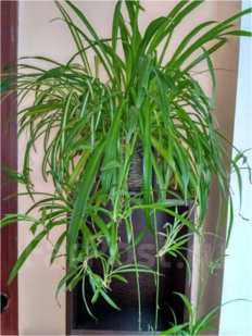 0402hbii-1851-232x309.png