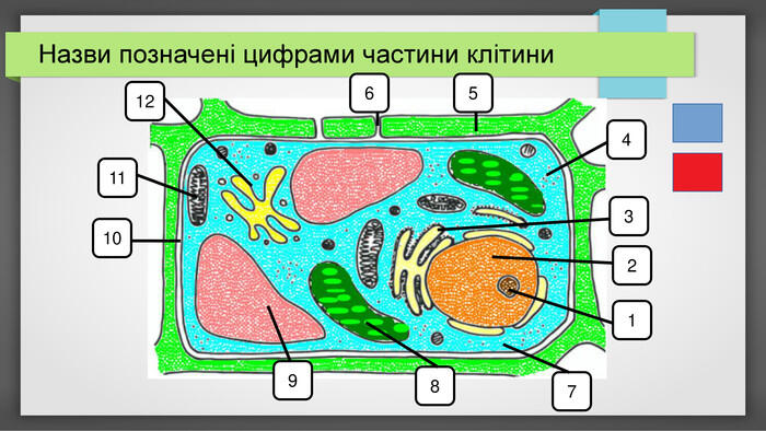 Презентація "Будова клітини. Перевірка домашнього завдання"