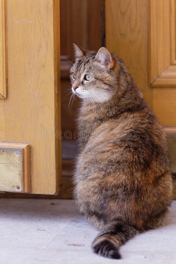 Возможно, это изображение кот