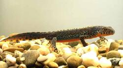 Triturus alpestris - Червона книга України