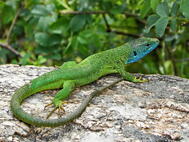 Фотографія Ящірка зелена (Lacerta viridis) / Ірина Кулікова / photographers.ua