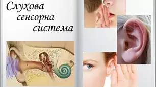 Слухова сенсорна система. 